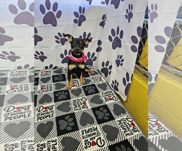 Medium Photo #1 Jack Chi Puppy For Sale in Metairie, LA, USA