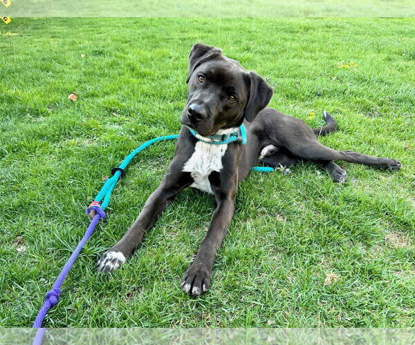Medium Photo #21 Boxer-Brittany Mix Puppy For Sale in Rockaway, NJ, USA