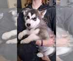 Small Photo #6 Wolf Hybrid Puppy For Sale in BYBEE, TN, USA