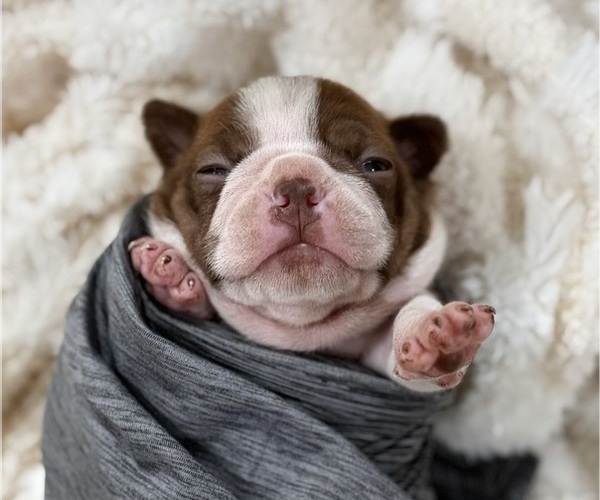 Medium Photo #1 Boston Terrier Puppy For Sale in HICKORY, NC, USA