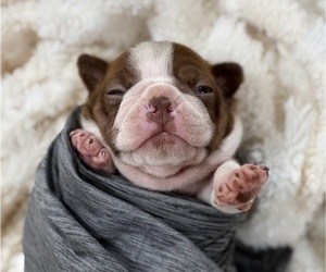 Boston Terrier Puppy for sale in HICKORY, NC, USA