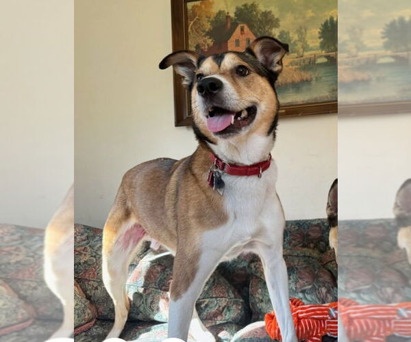 Medium Photo #3 Gerberian Shepsky Puppy For Sale in Foristell, MO, USA