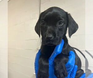 Great Pyrenees-Unknown Mix Dogs for adoption in Yardley, PA, USA