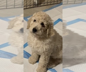 Goldendoodle Puppy for sale in NEW KENT, VA, USA
