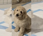 Small Photo #1 Goldendoodle Puppy For Sale in NEW KENT, VA, USA
