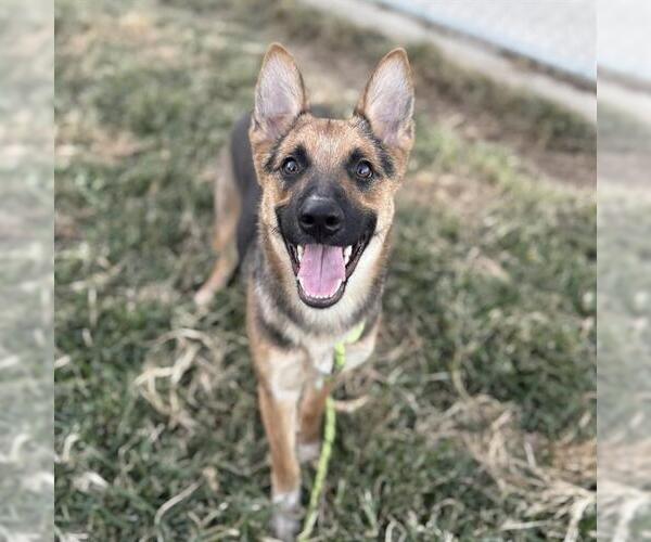 Medium Photo #1 German Shepherd Dog-Unknown Mix Puppy For Sale in Modesto, CA, USA