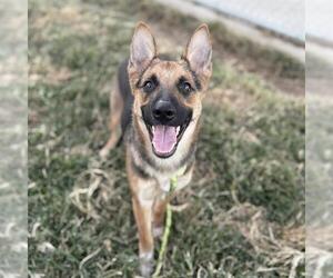 German Shepherd Dog-Unknown Mix Dogs for adoption in Modesto, CA, USA