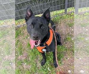 Mutt Dogs for adoption in Abbeville, LA, USA