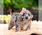 Small #5 Yorkipoo