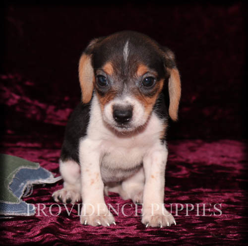 Medium Photo #3 Beagle Puppy For Sale in COPPOCK, IA, USA