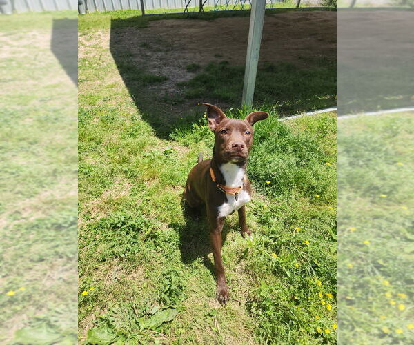 Medium Photo #4 Mutt Puppy For Sale in Evansville, IN, USA