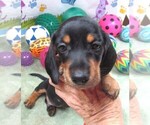 Small #2 Dachshund