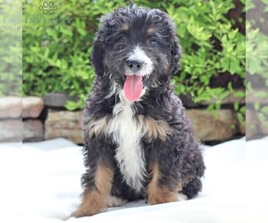 Miniature Australian Shepherd-Poodle (Standard) Mix Puppy for sale in BLAIN, PA, USA