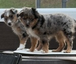 Small #3 Miniature Australian Shepherd