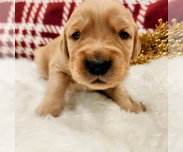 Medium Photo #3 Golden Retriever Puppy For Sale in ELMER, NJ, USA