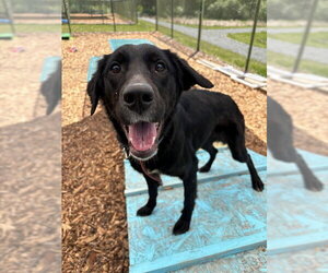 English Setter-Labrador Retriever Mix Dogs for adoption in Waterford, VA, USA