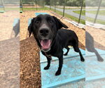 Small English Setter-Labrador Retriever Mix