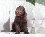 Small Photo #2 Labradoodle Puppy For Sale in ROARING SPRING, PA, USA
