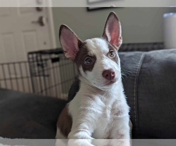 Medium Photo #1 Mutt Puppy For Sale in Gretna, NE, USA