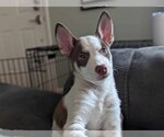 Small Photo #1 Mutt Puppy For Sale in Gretna, NE, USA