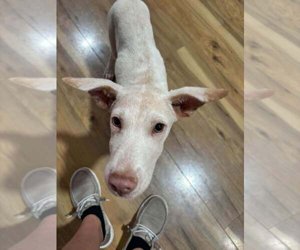 Medium Photo #3 Mutt Puppy For Sale in Abbeville, LA, USA
