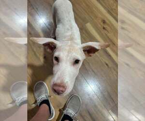 Yancy - Male Mutt Dog for Adoption - Photo #3