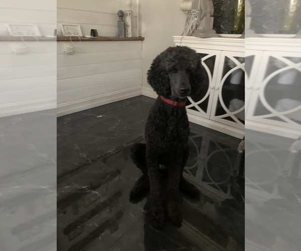 Medium Photo #1 Poodle (Standard) Puppy For Sale in PLANT CITY, FL, USA