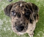 Small #8 Boxer-Poodle (Standard) Mix