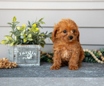 Small #1 Cavapoo