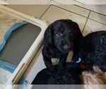 Litter of 11 - Male(s) and Female(s) GoldendoodleLitter of Puppies for Sale - Photo #4