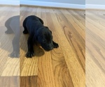 Small Photo #1 German Shorthaired Pointer Puppy For Sale in NORRISVILLE, MD, USA