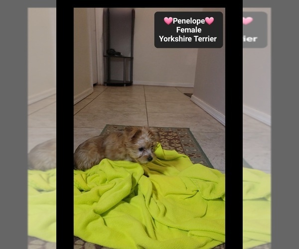 Medium Photo #2 Yorkshire Terrier Puppy For Sale in TUCSON, AZ, USA