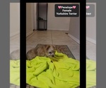 Small #1 Yorkshire Terrier