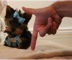 Small #6 Yorkshire Terrier