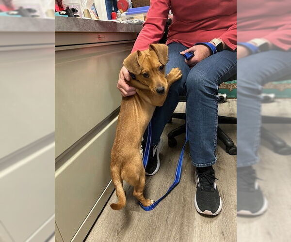 Medium Photo #3 Dachshund-Unknown Mix Puppy For Sale in Stanhope, NJ, USA