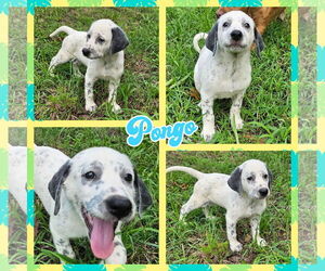 Dalmatian-Unknown Mix Dogs for adoption in Blacksburg, SC, USA