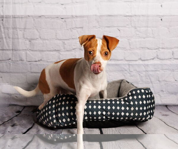 Medium Photo #3 Mutt Puppy For Sale in McKinney, TX, USA