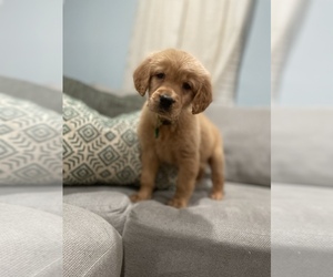 Golden Retriever Puppy for sale in VALLEJO, CA, USA