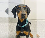 Small Doberman Pinscher Mix