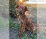 Small #32 Golden Shepherd