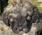 Small Photo #7 Great Pyrenees-Poodle (Miniature) Mix Puppy For Sale in BOWLING GREEN, OH, USA
