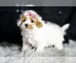 Small Photo #101 Maltipoo Puppy For Sale in WARSAW, IN, USA