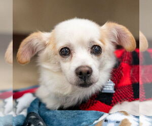 Chihuahua-Unknown Mix Dogs for adoption in Mundelein, IL, USA