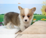 Small Photo #8 Pembroke Welsh Corgi Puppy For Sale in SAN DIEGO, CA, USA