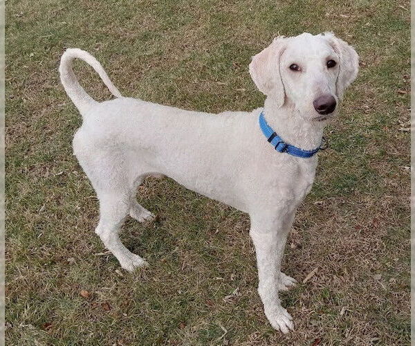 Medium Photo #2 Poodle (Standard) Puppy For Sale in Fort Wayne, IN, USA