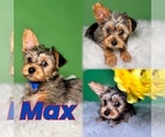 Puppy Max Yorkshire Terrier