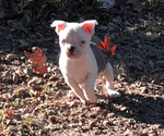 Small Photo #17 Boston Terrier Puppy For Sale in NEWBURY, MA, USA
