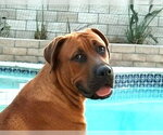 Small #4 Rhodesian Ridgeback