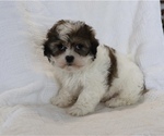 Small Photo #4 Zuchon Puppy For Sale in SHILOH, OH, USA