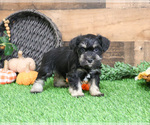 Small #1 Schnauzer (Miniature)